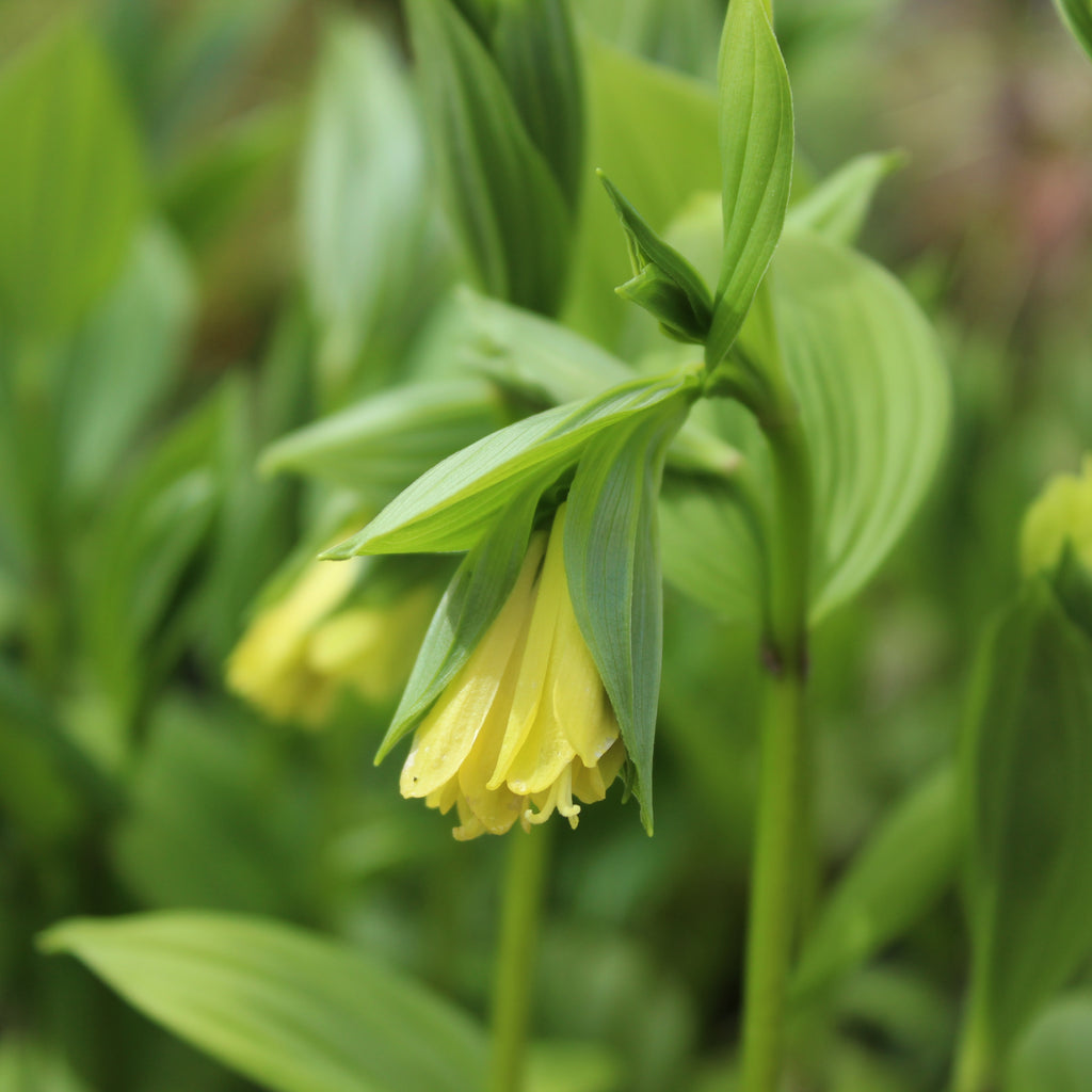 Disporum Sessile ssp flavens Image