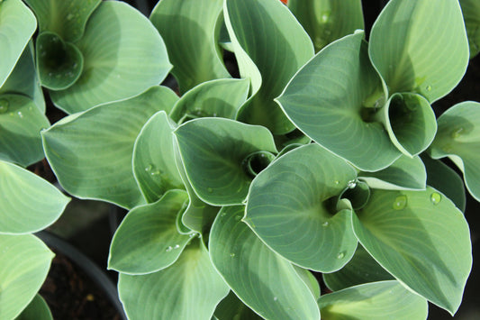 Hosta Blue Mouse Ears