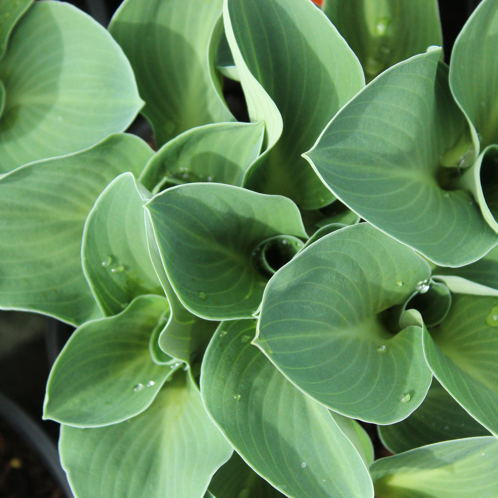 Hosta Blue Mouse Ears Image