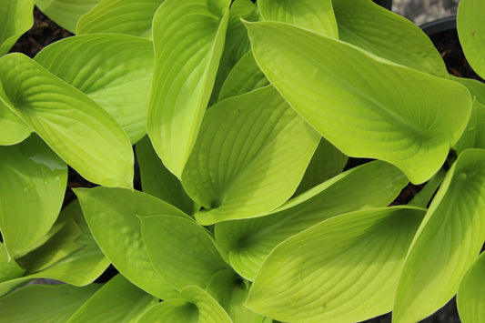 Hosta Little Aurora