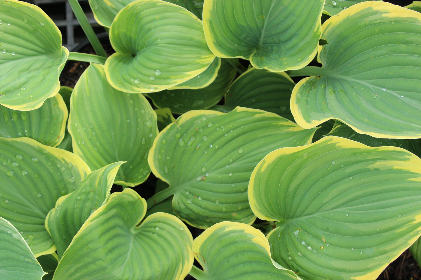 Hosta Sagae