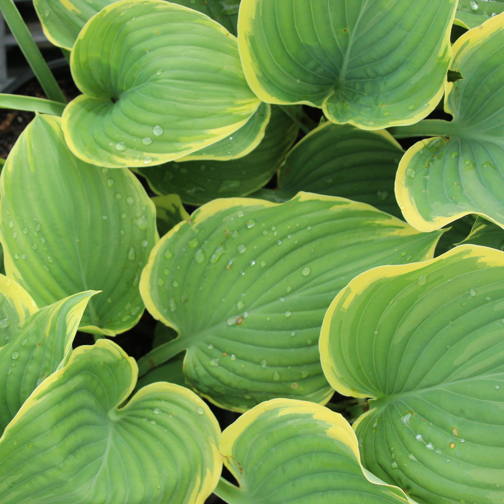 Hosta Sagae Image