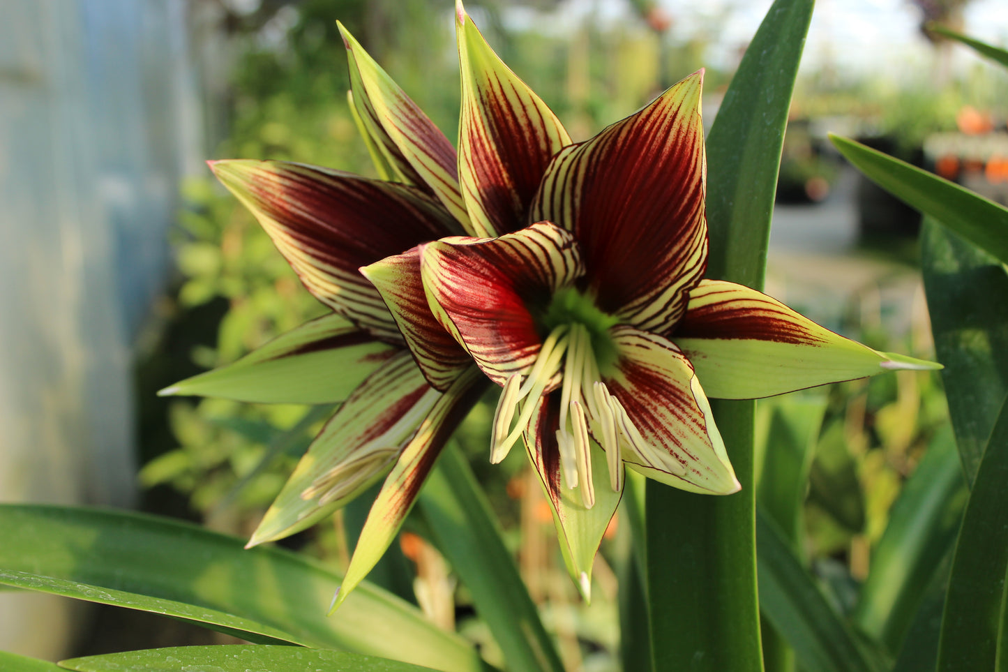 Hippeastrum papilio