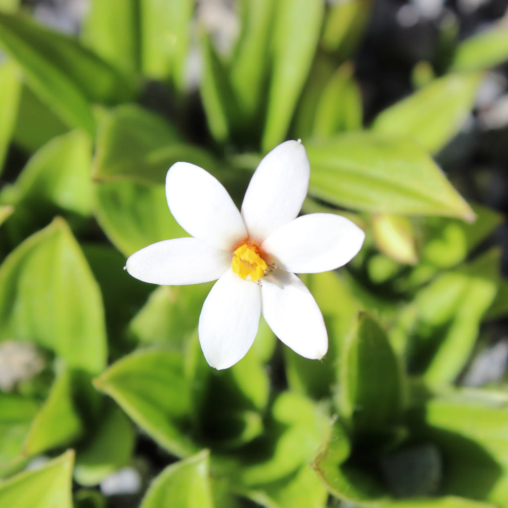 Rhodohypoxis parvula Image