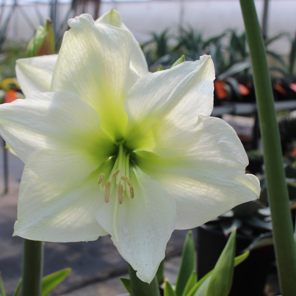 Hippeastrum hybrids Image