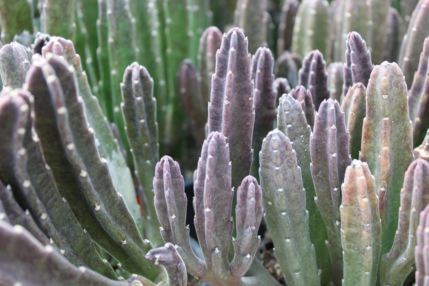 Stapelia leendertziae