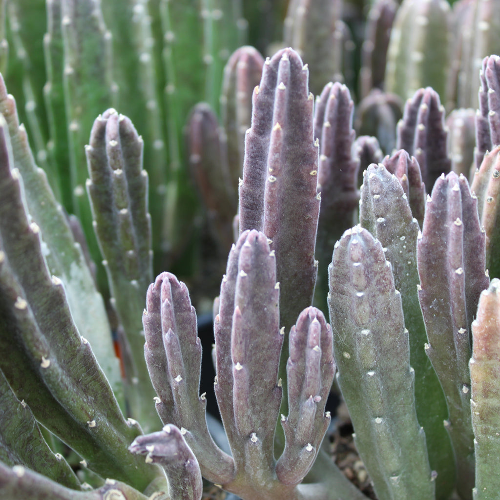 Stapelia leendertziae Image