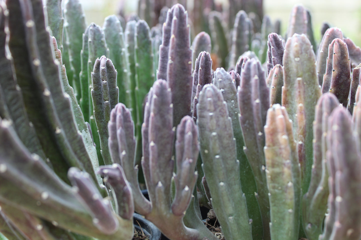 Stapelia leendertziae