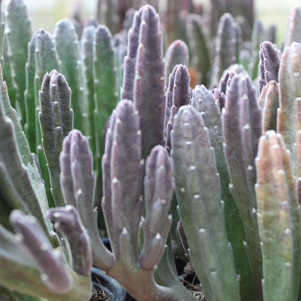 Stapelia leendertziae Image