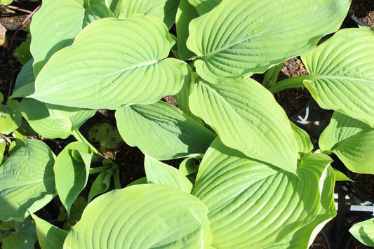 Hosta Sum and Substance