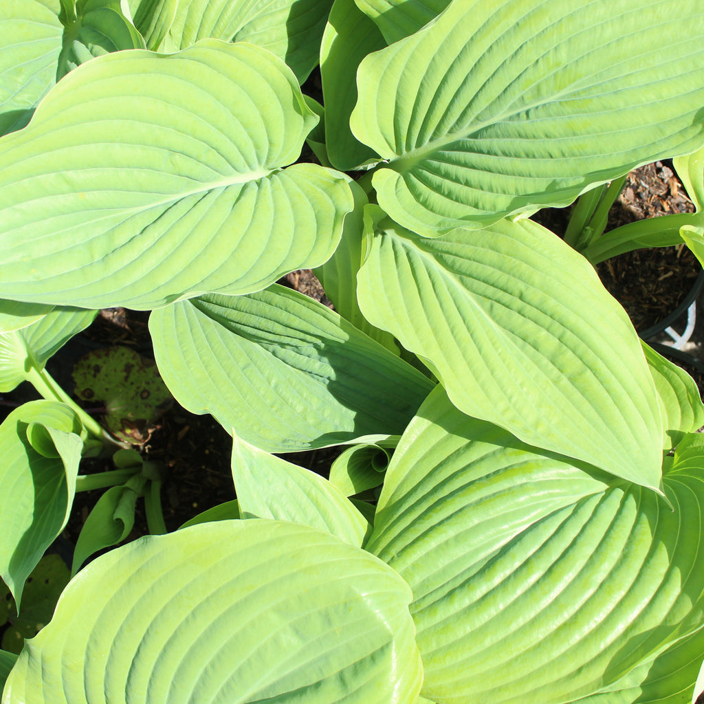 Hosta Sum and Substance Image