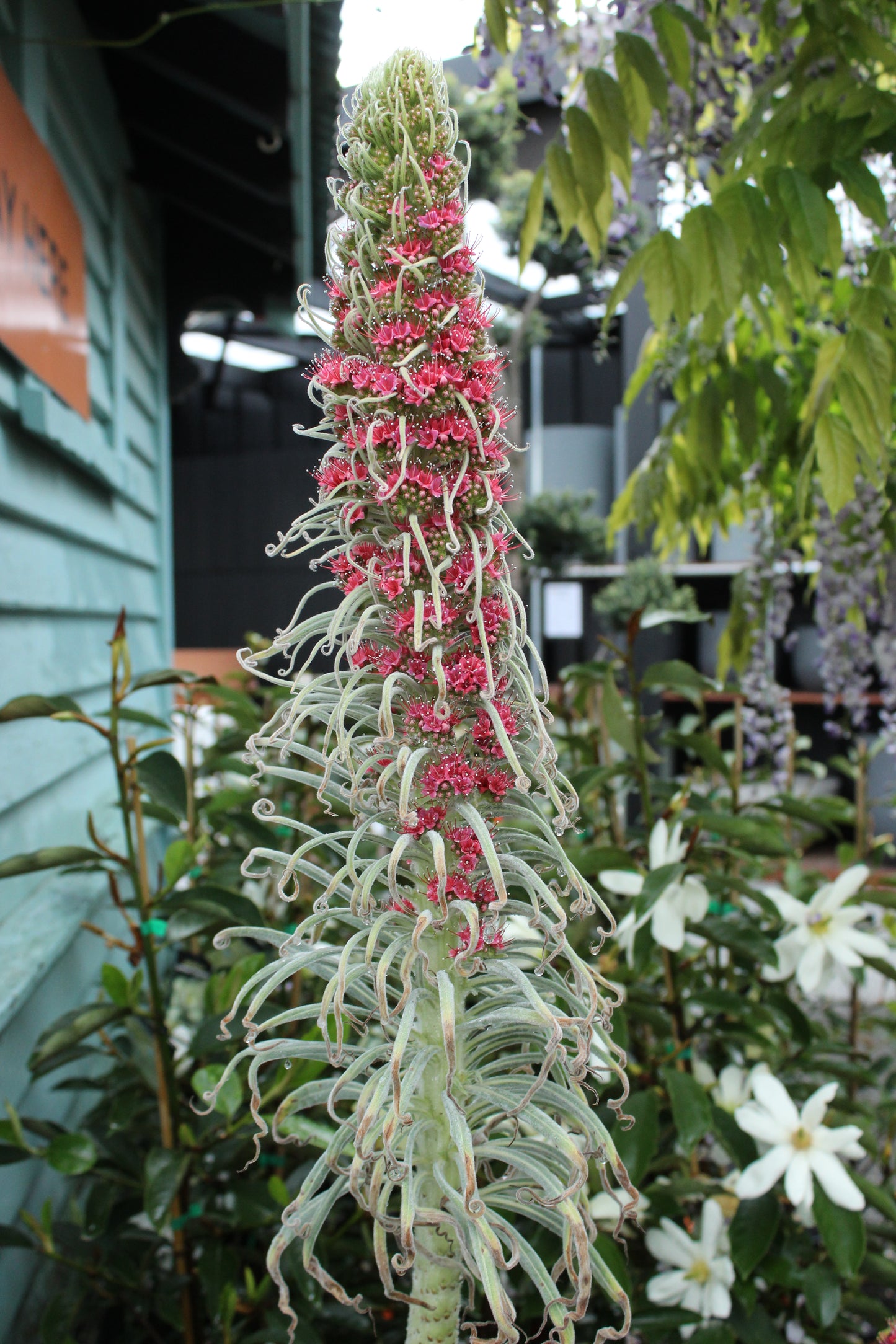 Echium wildpretii