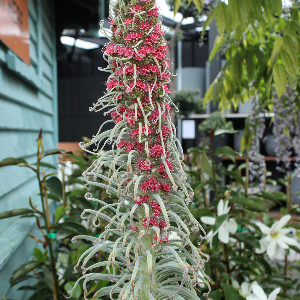 Echium wildpretii Image