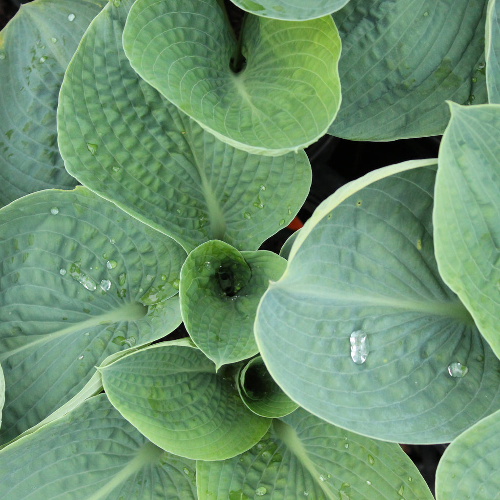 Hosta Big Daddy Image