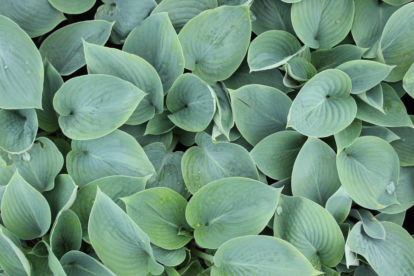 Hosta Halcyon