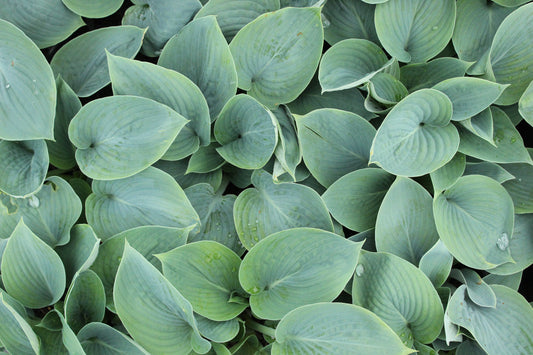 Hosta Halcyon