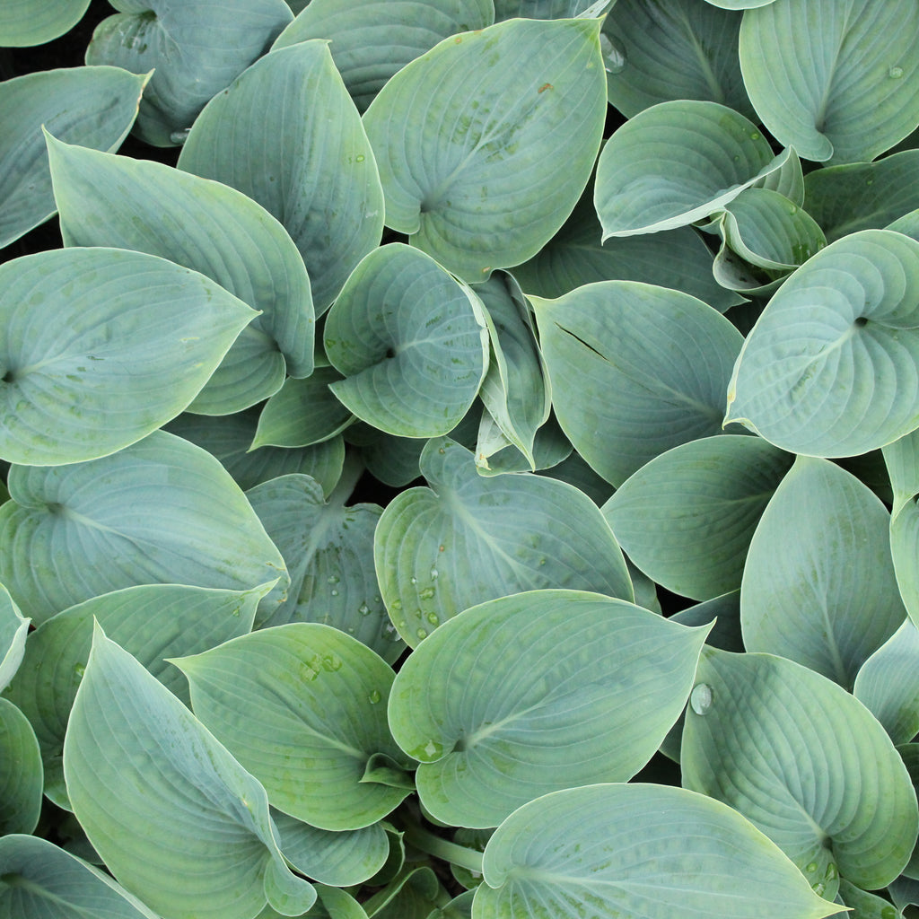 Hosta Halcyon Image