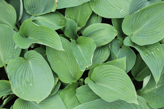 Hosta Blue Angel