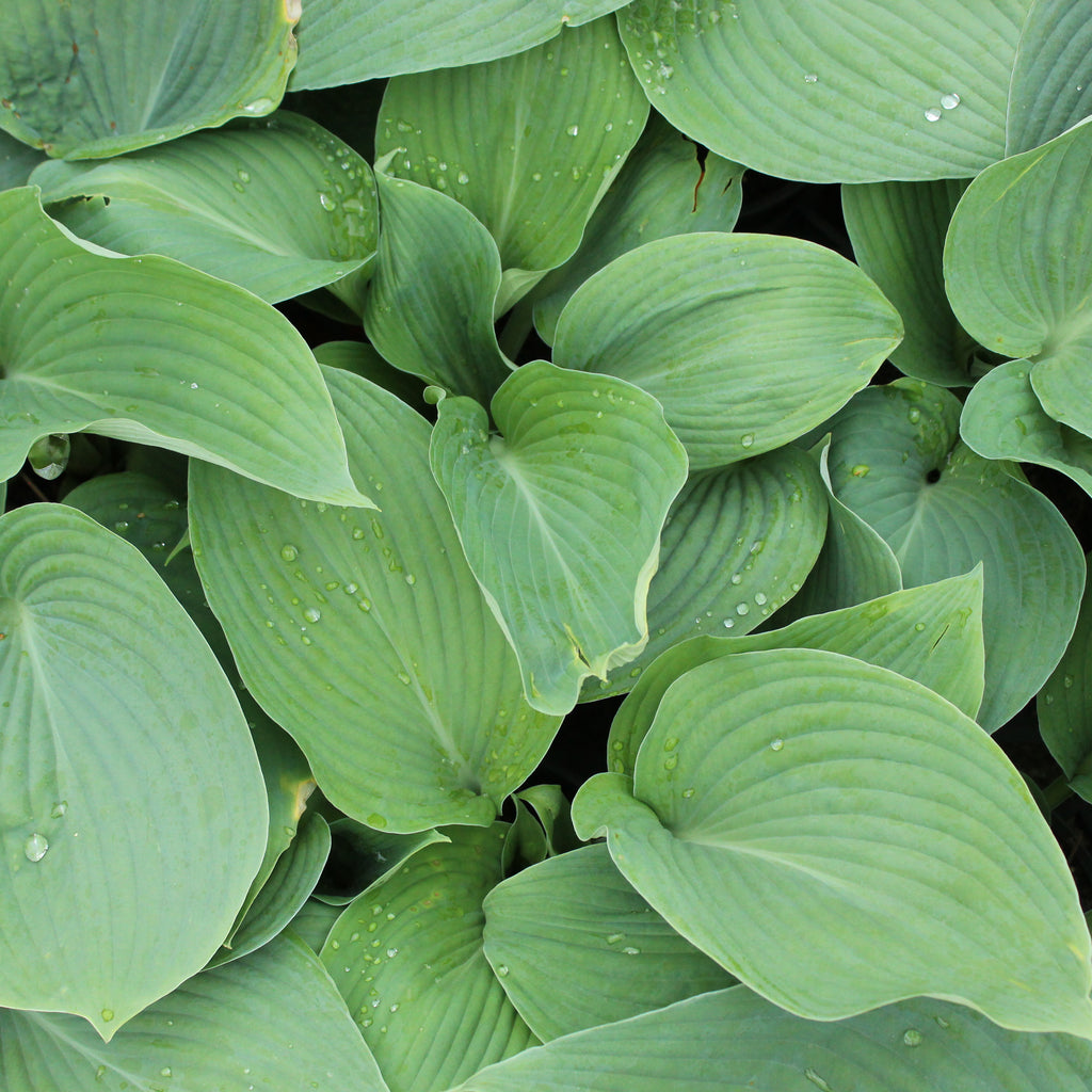 Hosta Blue Angel Image