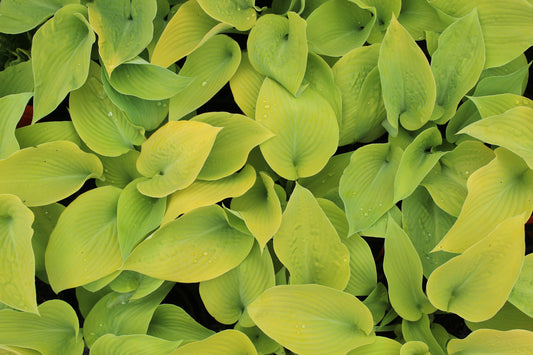 Hosta Bright Glow