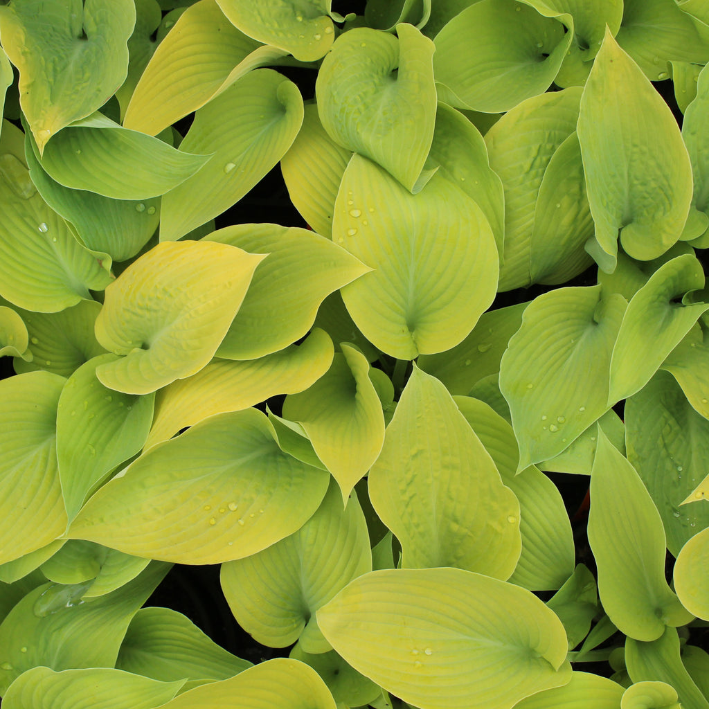 Hosta Bright Glow Image