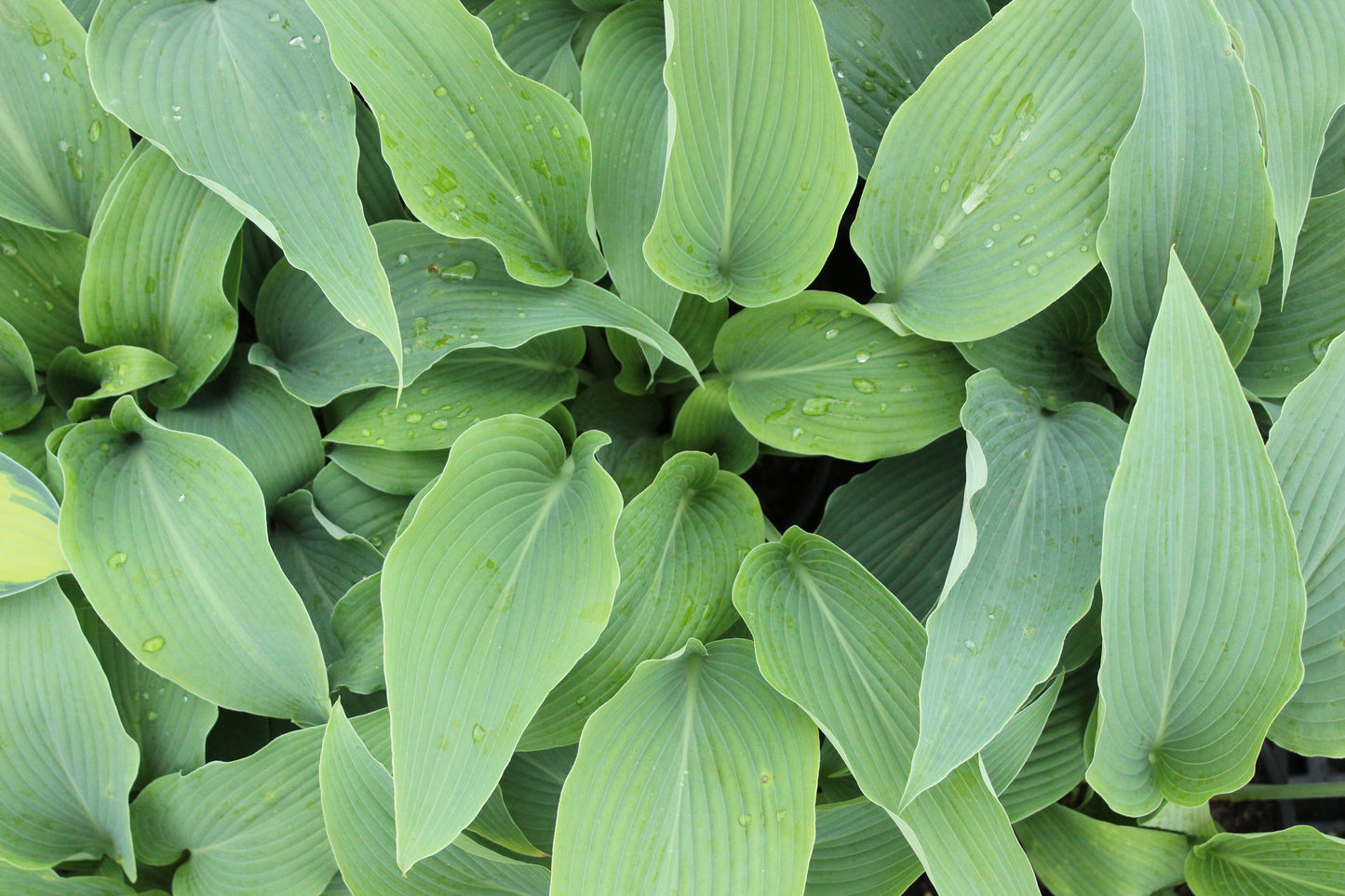 Hosta Biddys Blue