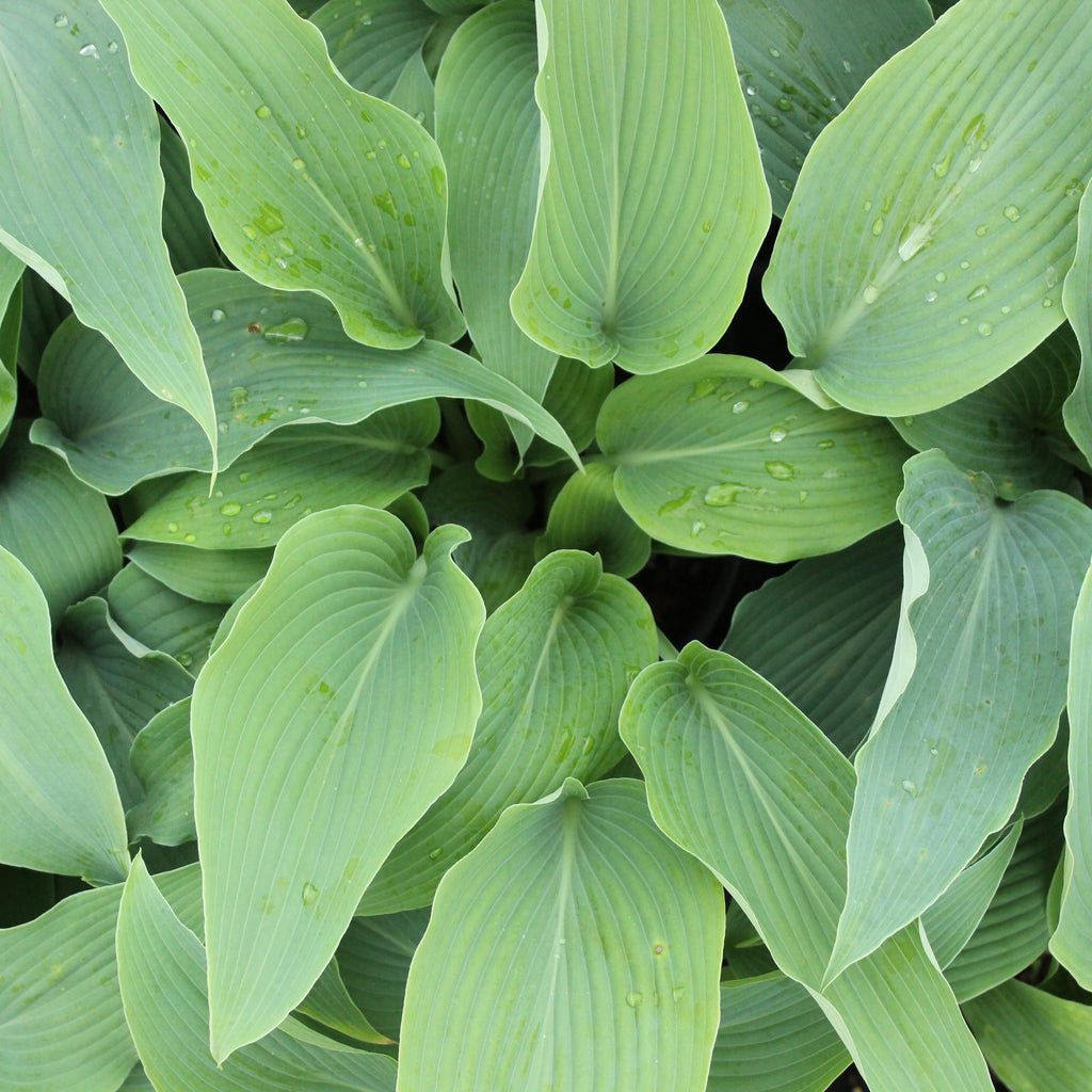 Hosta Biddys Blue Image