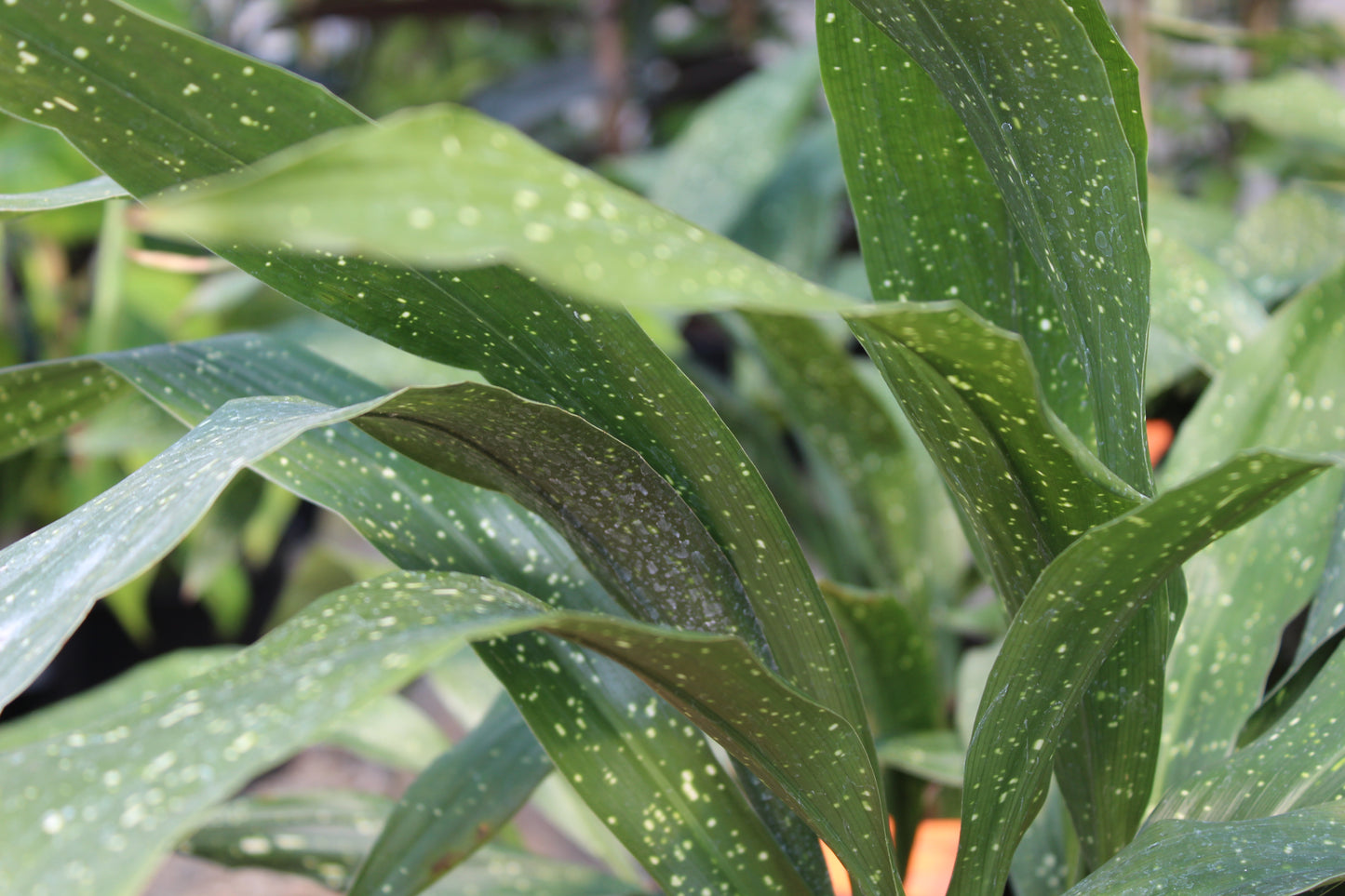 Aspidistra shooting stars