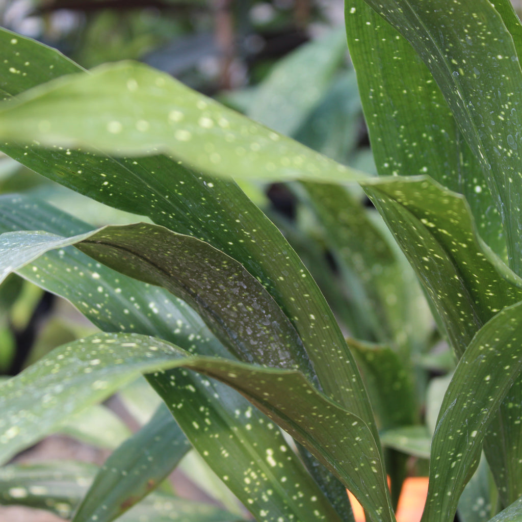 Aspidistra shooting stars Image