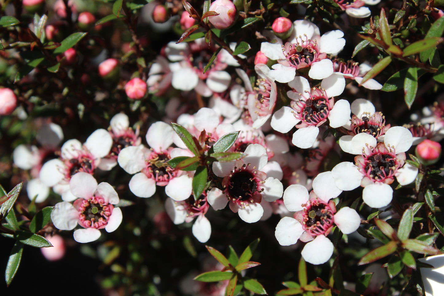 Leptospermum nanum Kea