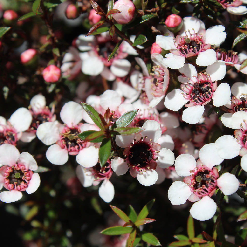 Leptospermum nanum Kea Image