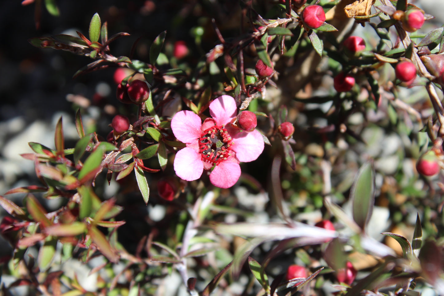 Leptospermum nanum Kiwi