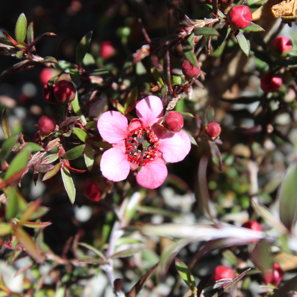 Leptospermum nanum Kiwi Image