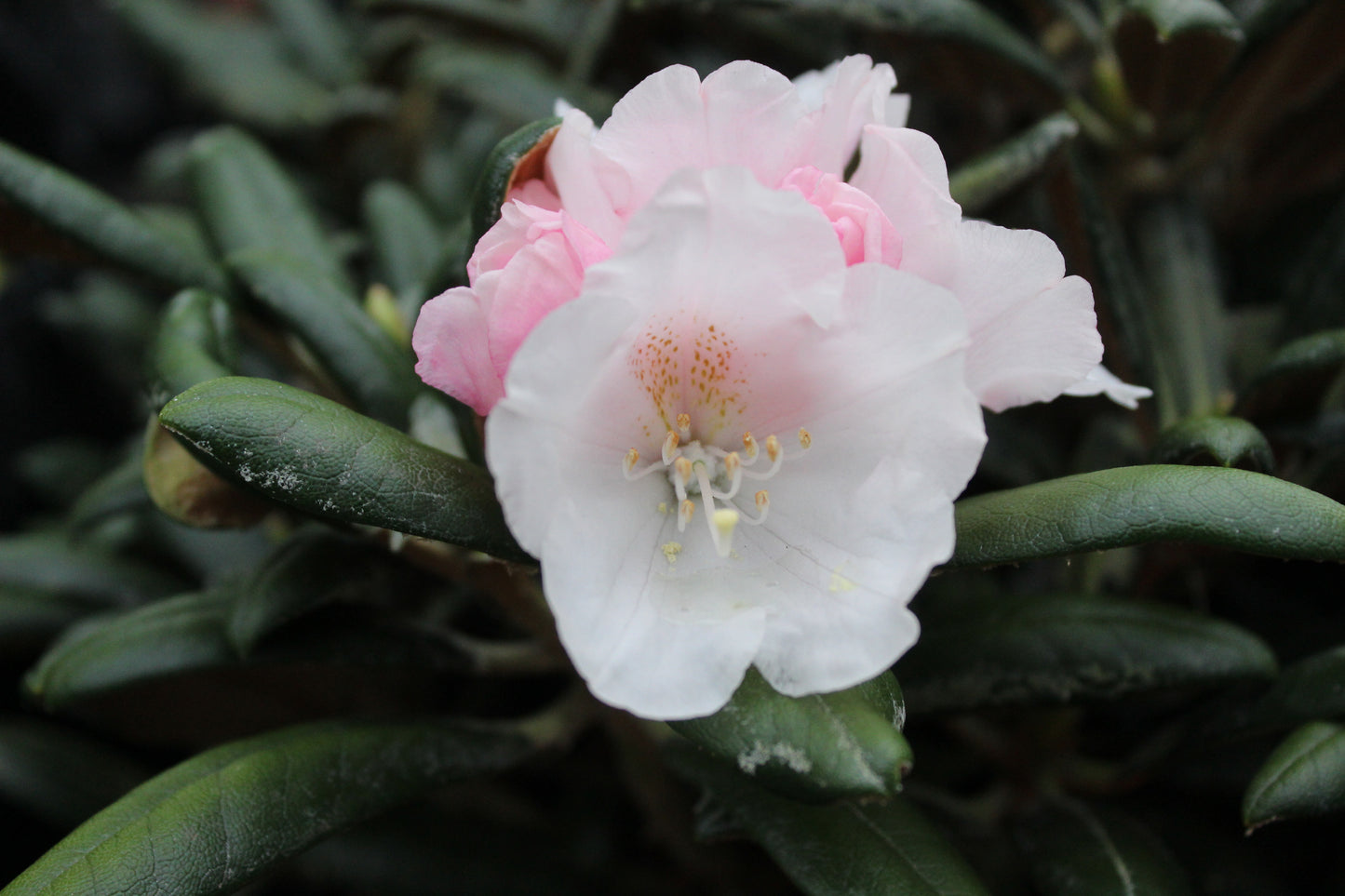 Rhododendron yakushimanum FCC