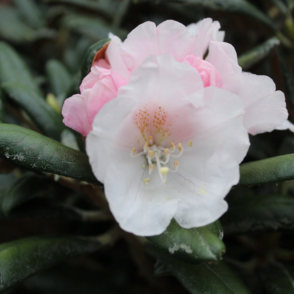 Rhododendron yakushimanum FCC Image