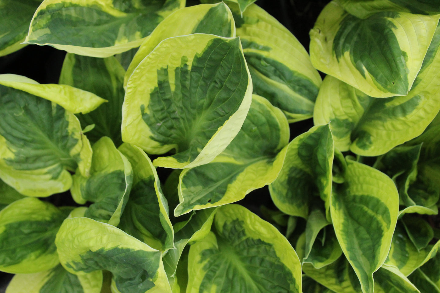 Hosta Brim Cup