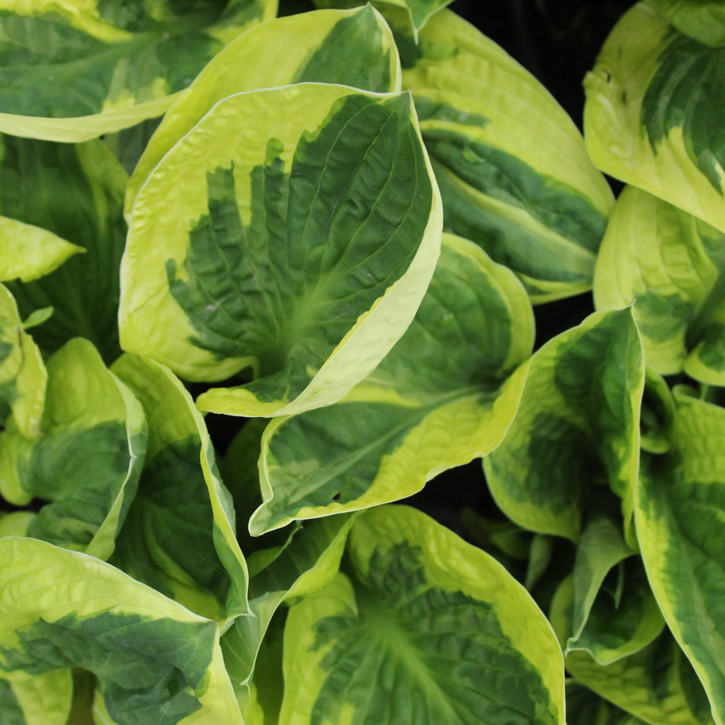 Hosta Brim Cup Image