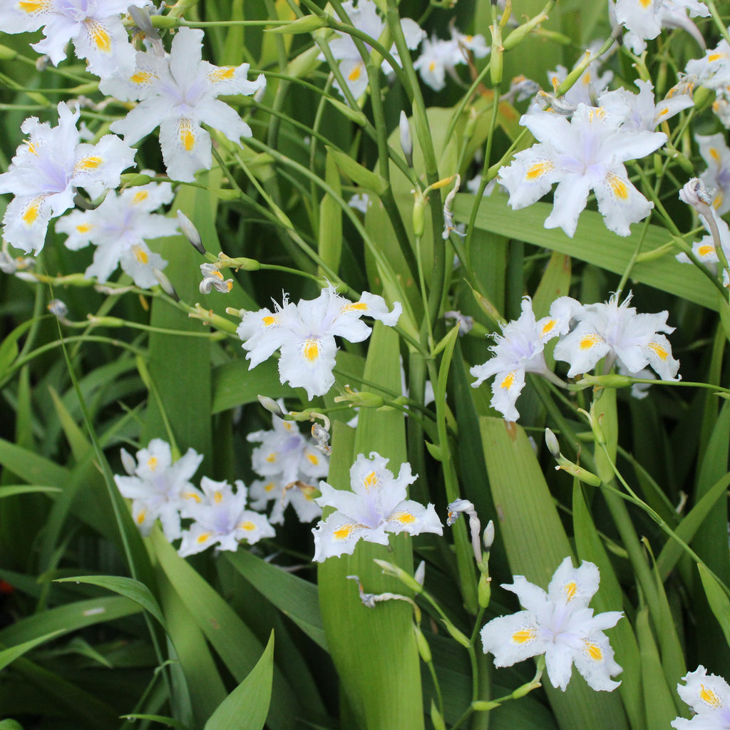 Iris japonica Image