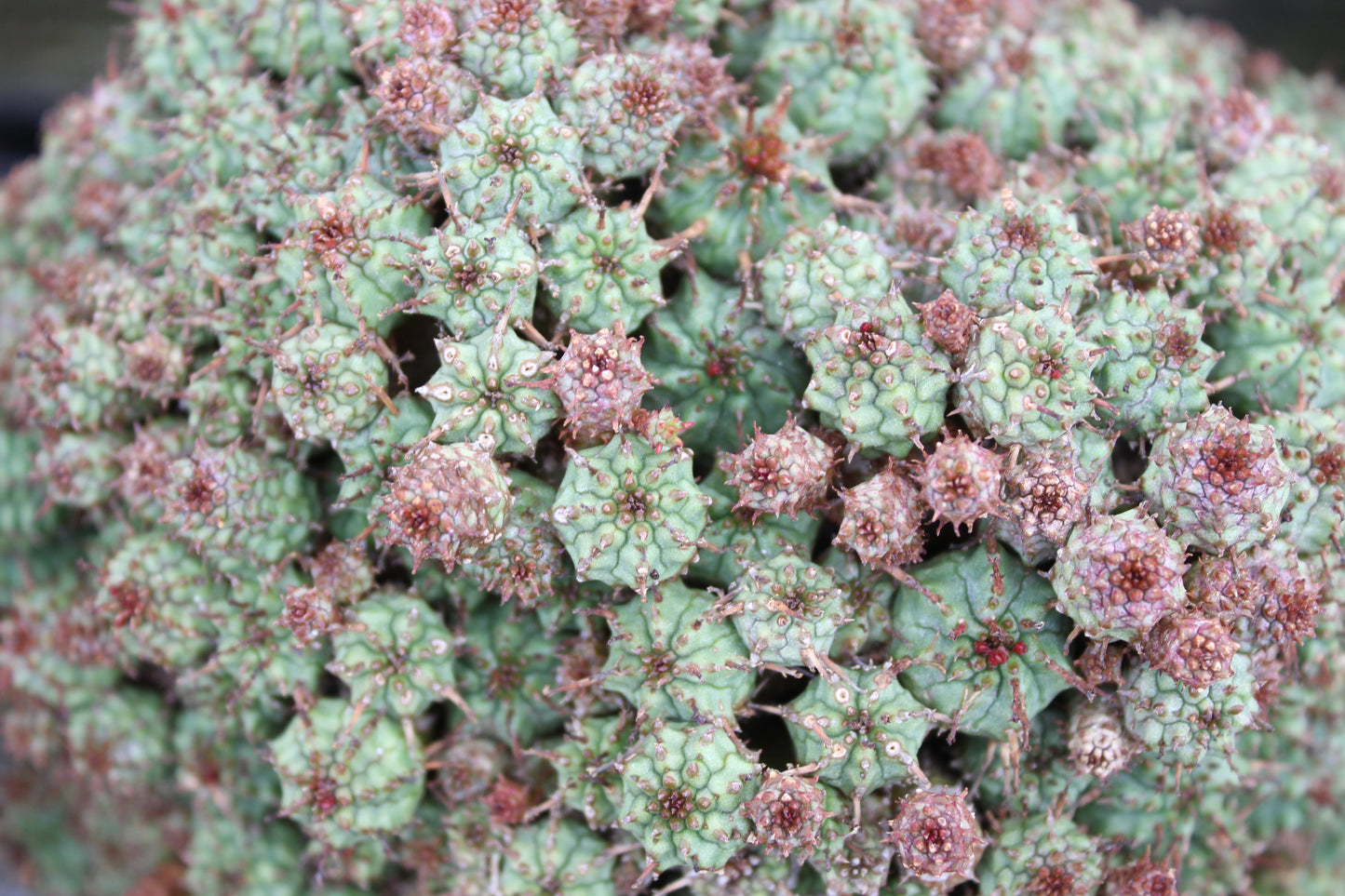 Euphorbia submammillaris