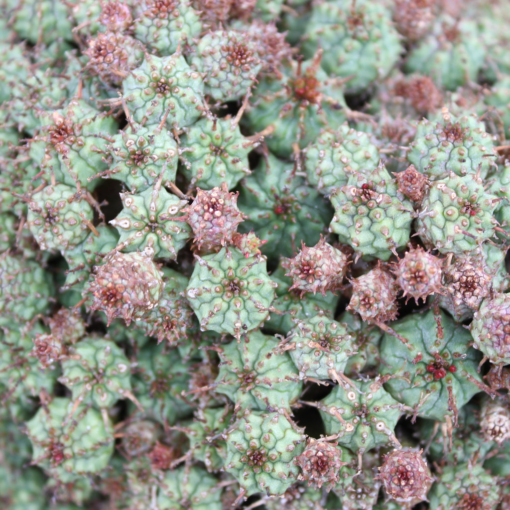 Euphorbia submammillaris Image