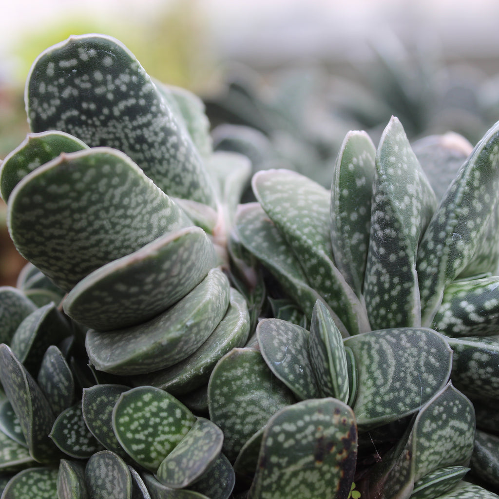 Gasteria Species Image
