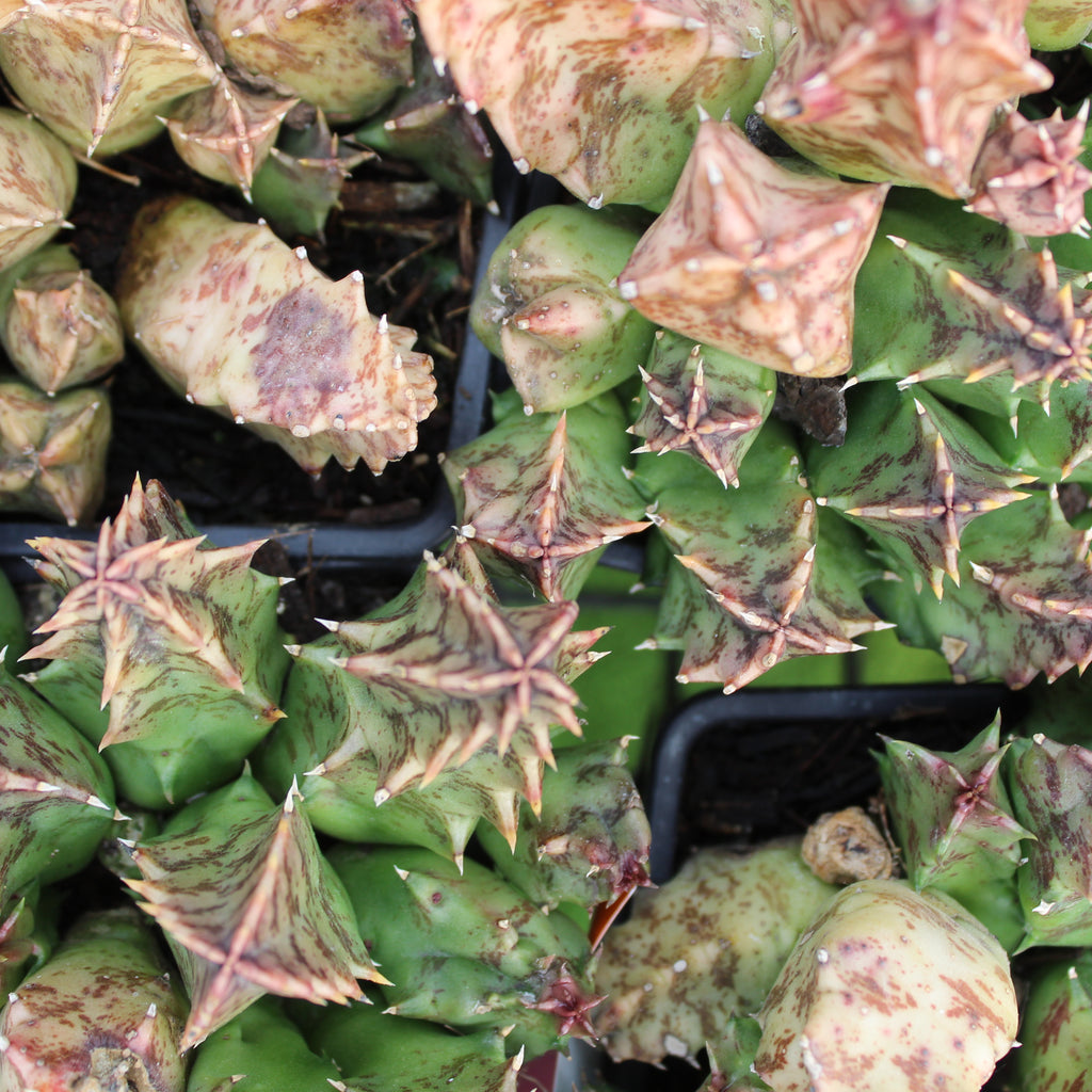 Huernia barbarta Image