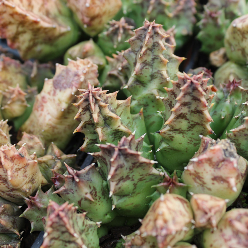 Huernia barbarta Image