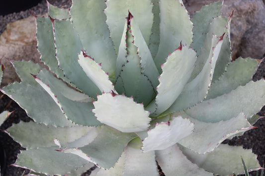 Agave guadalajarana