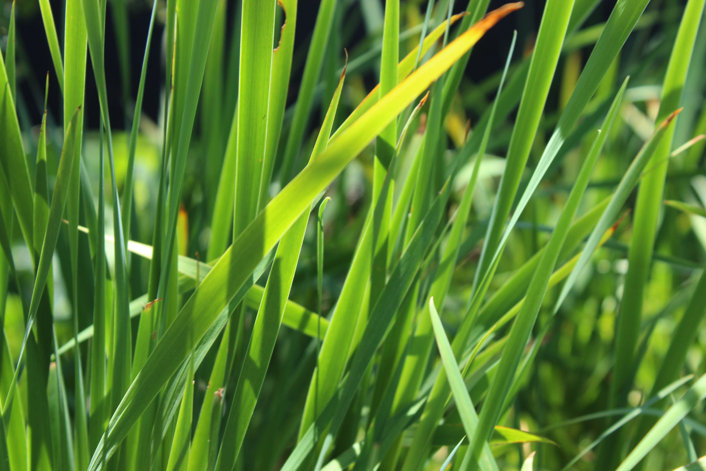 Iris sibirica Crystal Bright