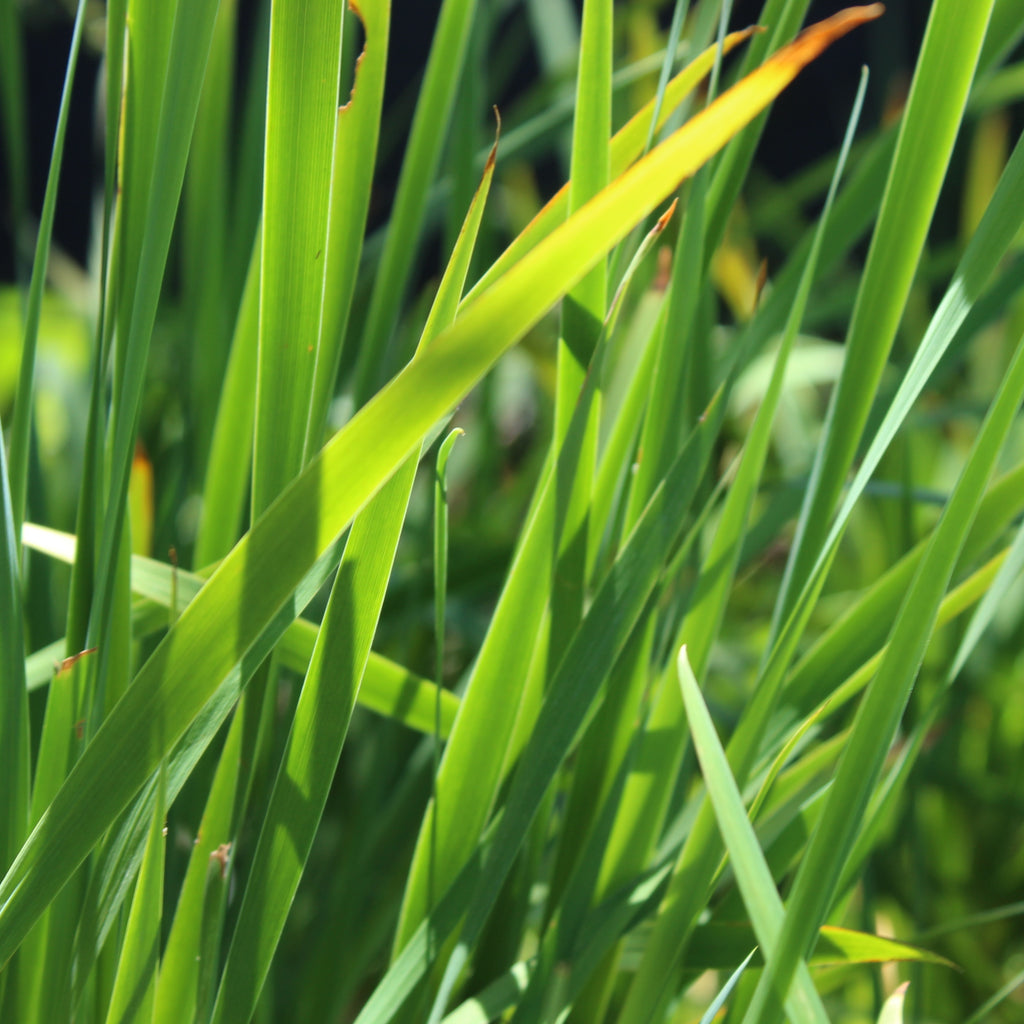 Iris sibirica Crystal Bright Image