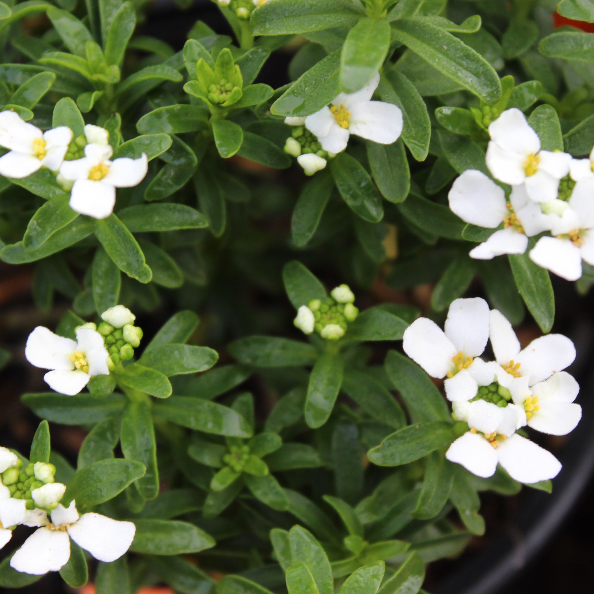 Iberis sempervirens Purity – Texture Plants, Landscapes, Lush Lawns