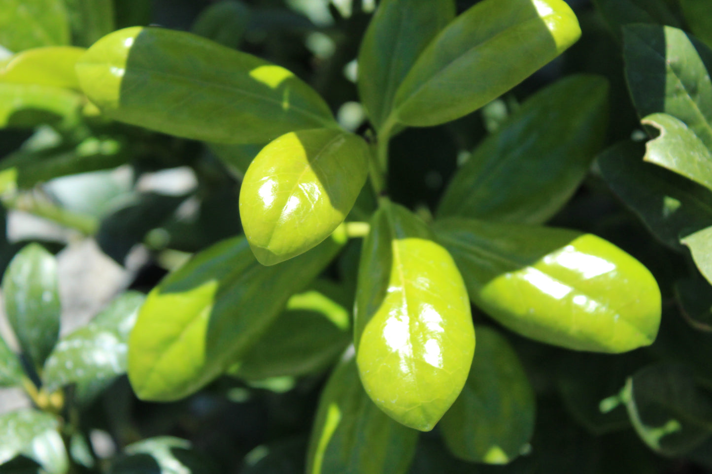 Ilex largo