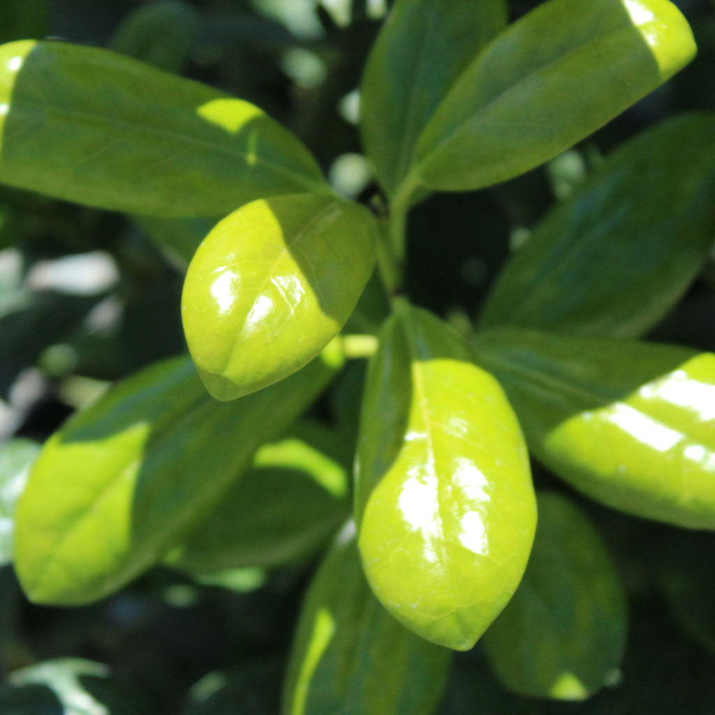 Ilex largo Image