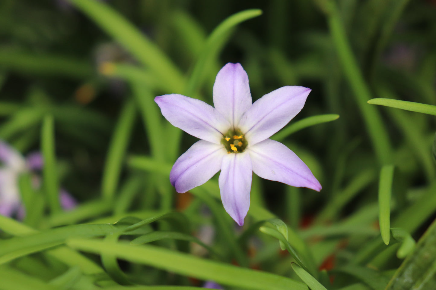 Ipheion uniflorum